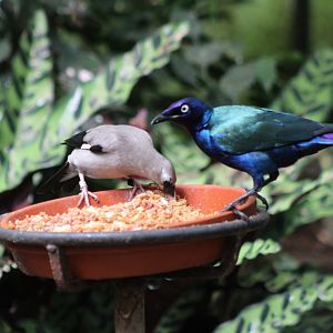 Wattled starling and Purple glossy starling