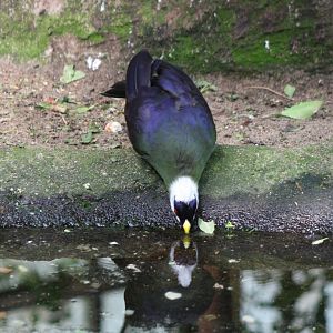 Drinking White-crested touraco