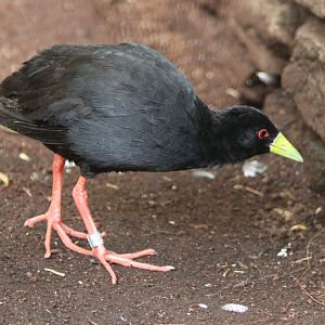 African black crake