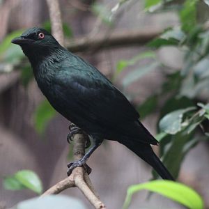 Asian glossy starling