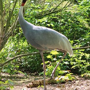 Sarus crane
