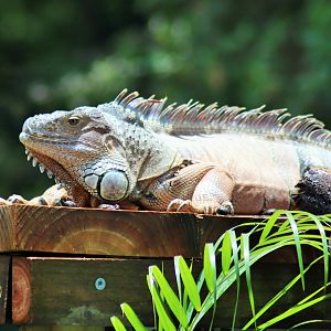 Green Iguana (Iguana iguana)