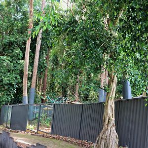 Tree Kangaroo Enclosures