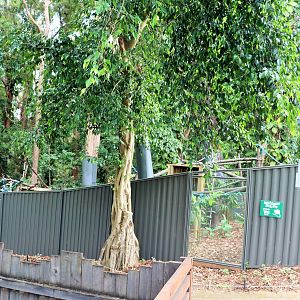 Tree Kangaroo Enclosures