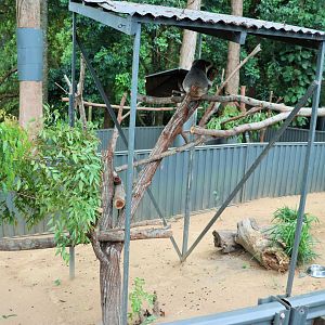 Koala Enclosure