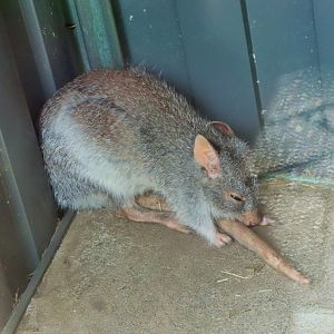 Rufous Bettong (Aepyprymnus rufescens)