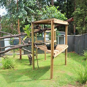 Brush-tailed Rock Wallaby Enclosure