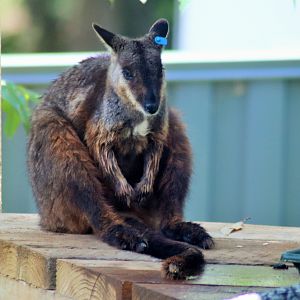 Brush-tailed Rock Wallaby (Petrogale penicillata)