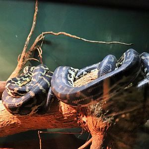 South-west Carpet Python (Morelia spilota imbricata)