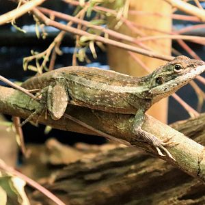 Gilbert's Dragon (Lophognathus gilberti)