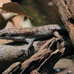 Pygmy Spiny-tailed Skink (Egernia depressa)