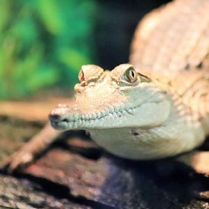 Freshwater Crocodile (Crocodylus johnsoni)