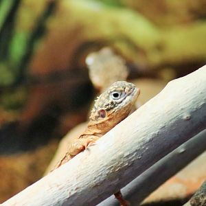 Central Netted Dragon (Ctenophorus nuchalis)