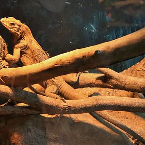 Rhinoceros Iguana (Cyclura cornuta)