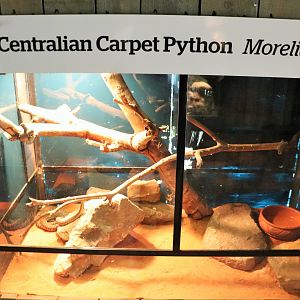 Centralian Python Enclosure