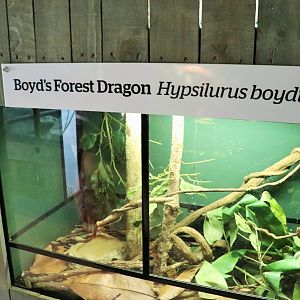 Boyd's Forest Dragon Enclosure