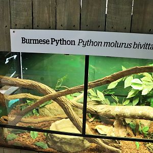 Burmese Python Enclosure