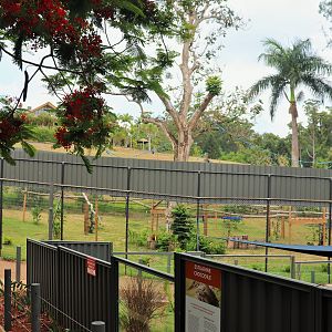 White-cheeked Gibbon Enclosure