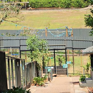 White-cheeked Gibbon Enclosure