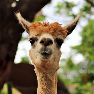 Alpaca (Vicugna pacos)