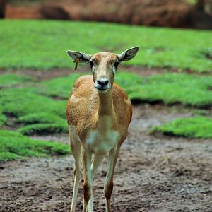 Blackbuck (Antilope cervicapra)