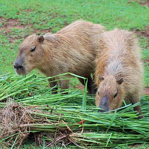 Capybaras (Hydrochoerus hydrochaeris)