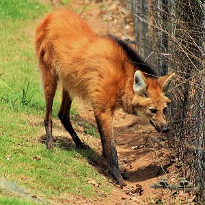 Maned Wolf (Chrysocyon brachyurus)