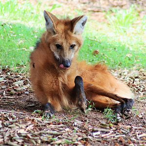 Maned Wolf (Chrysocyon brachyurus)