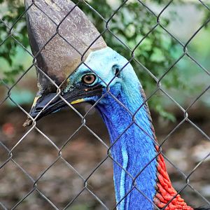 Southern Cassowary (Casuarius casuarius johnsonii)