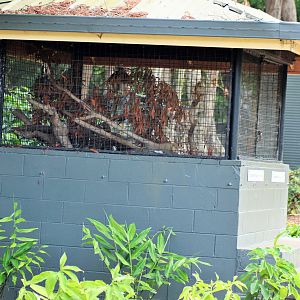 Bearded Dragon/ Blue-tongue Lizard Enclosure