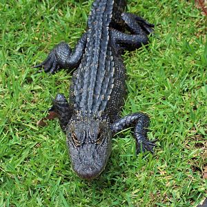 American Alligator (Alligator mississippiensis)