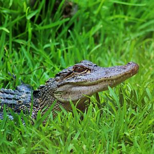 American Alligator (Alligator mississippiensis)