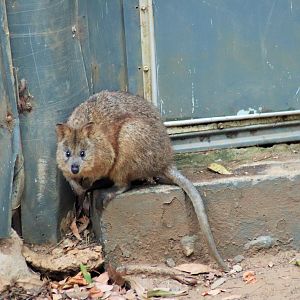 Quokka (Setonix brachyurus)