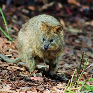 Quokka (Setonix brachyurus)