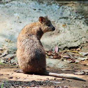 Quokka (Setonix brachyurus)