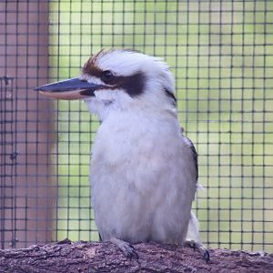 Laughing Kookaburra (Dacelo novaeguineae)