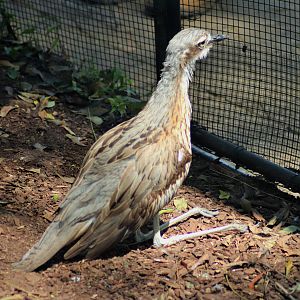 Bush Stone Curlew (Burhinus grallarius)