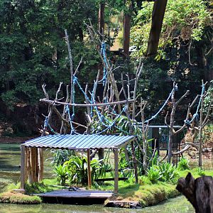 Ring-tailed Lemur Island