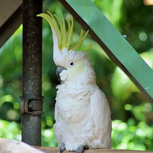 Sulphur-crested Cockatoo (Cacatua galerita)