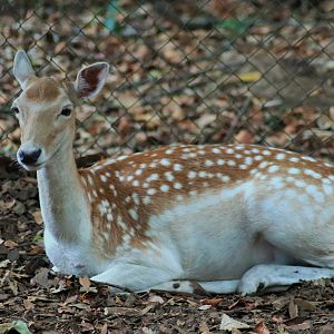 Fallow Deer (Dama dama)
