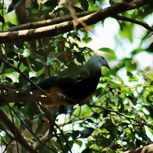 Wild Wompoo Fruit Dove (Ptilinopus magnificus)