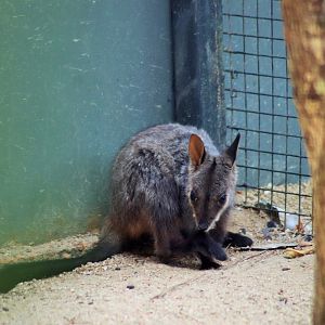 Brush-tailed Rock Wallaby Joey (Petrogale penicillata)