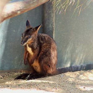 Brush-tailed Rock Wallaby Joey (Petrogale penicillata)