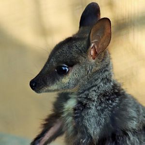 Brush-tailed Rock Wallaby Joey (Petrogale penicillata)