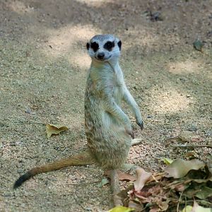 Meerkat (Suricata suricatta)