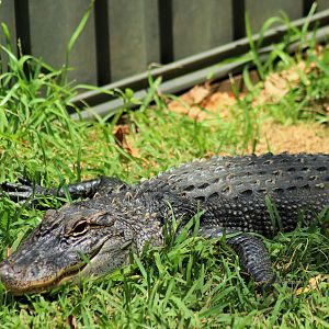 American Alligator ( Alligator mississippiensis)