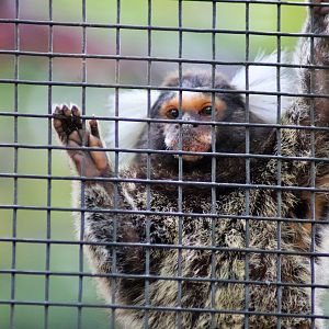 Common Marmoset (Callithrix jacchus)