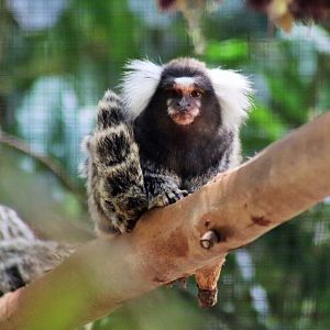 Common Marmoset (Callithrix jacchus)