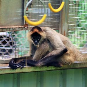 Black-handed Spider Monkey (Ateles geoffroyi)