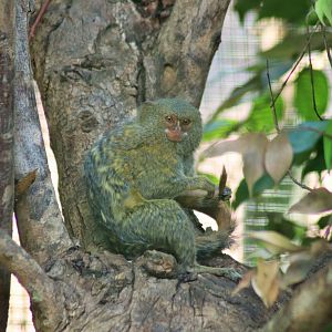 Pygmy Marmoset (Cebuella pygmaea)